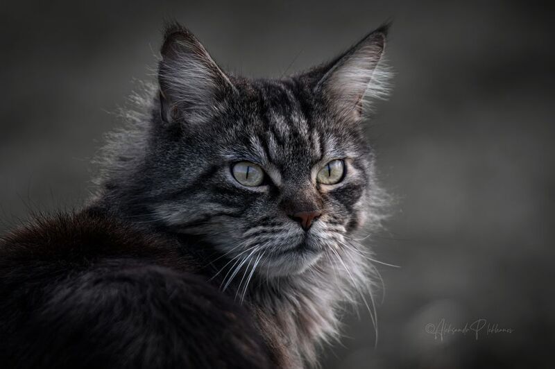 портрет Характер фото превью