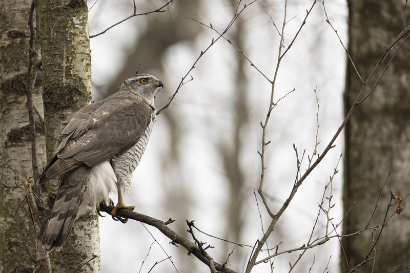 Тетеревятник Тетеревятник фото превью