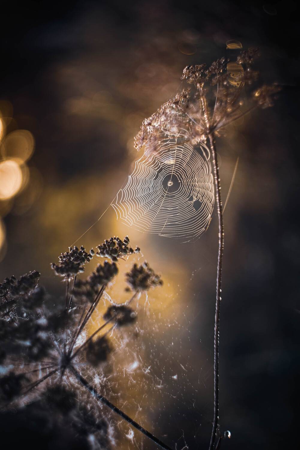 , Лапшина Владлена