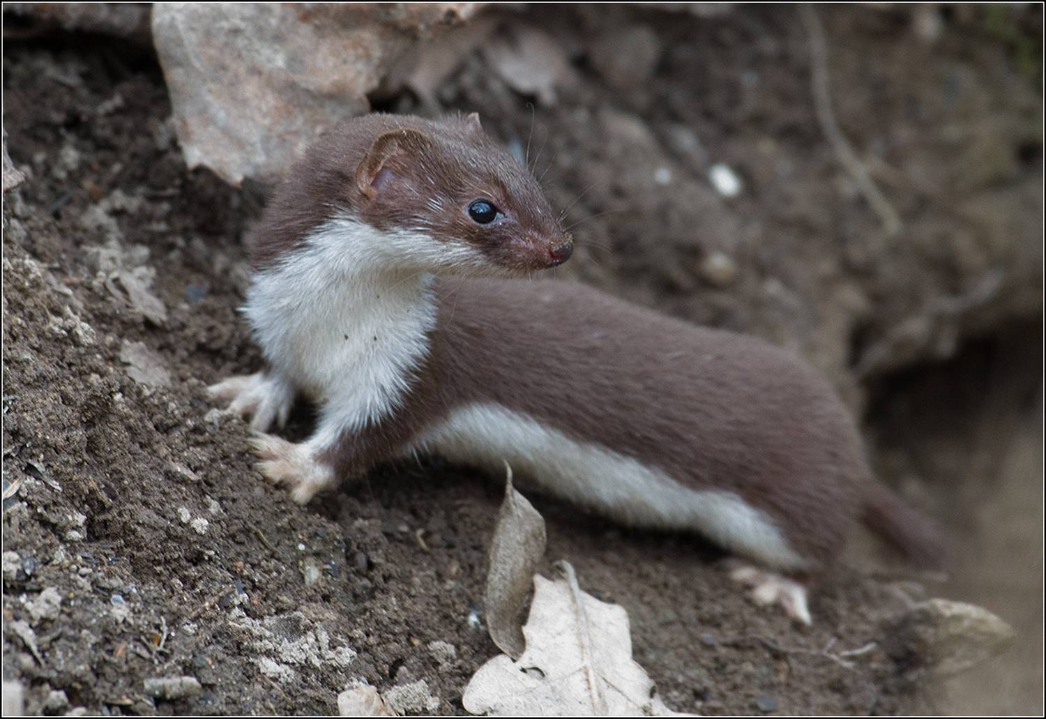 москва, март, парк, АНАТОЛИЙ ДОВЫДЕНКО