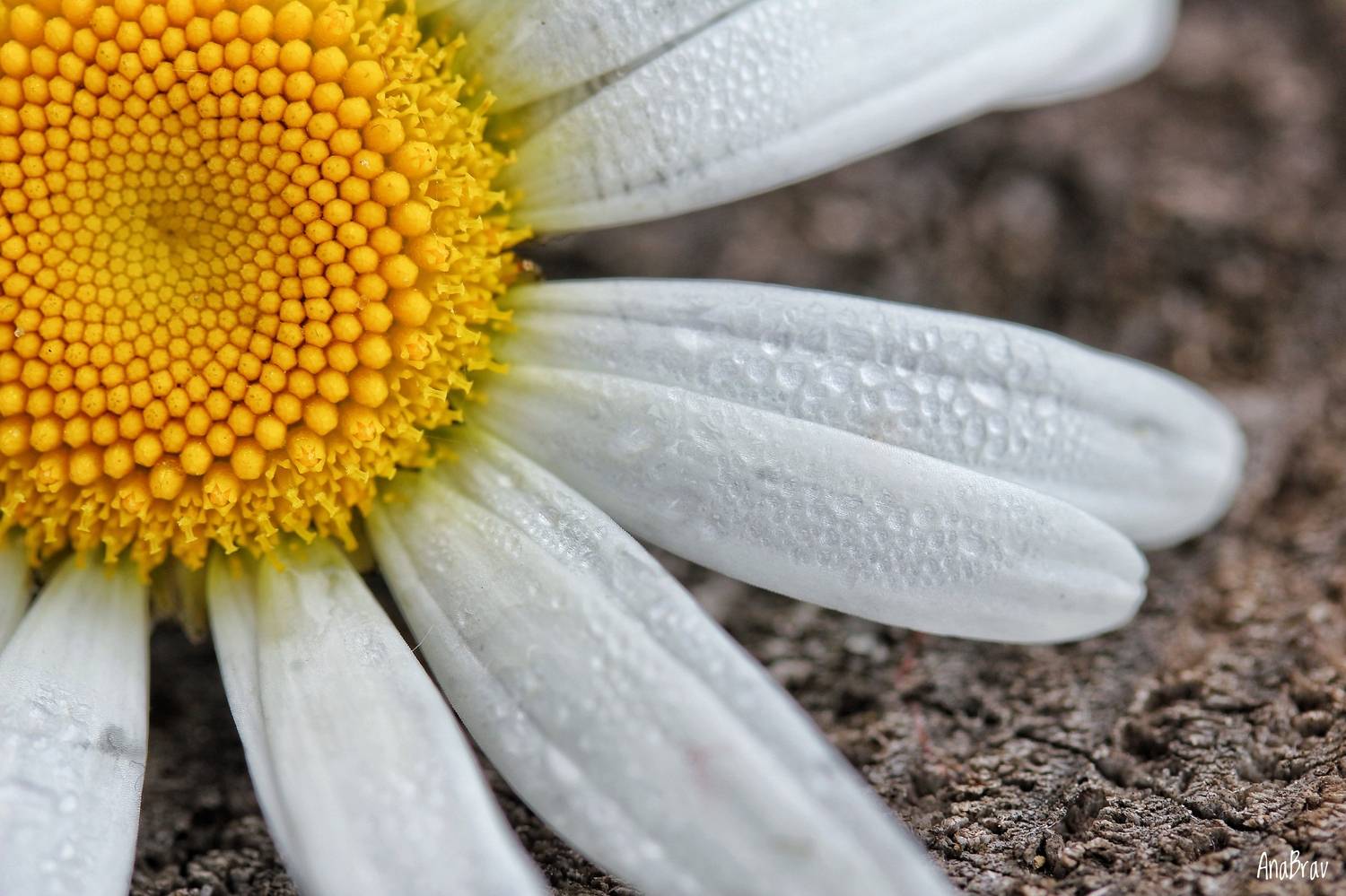 , Бравичева Анастасия