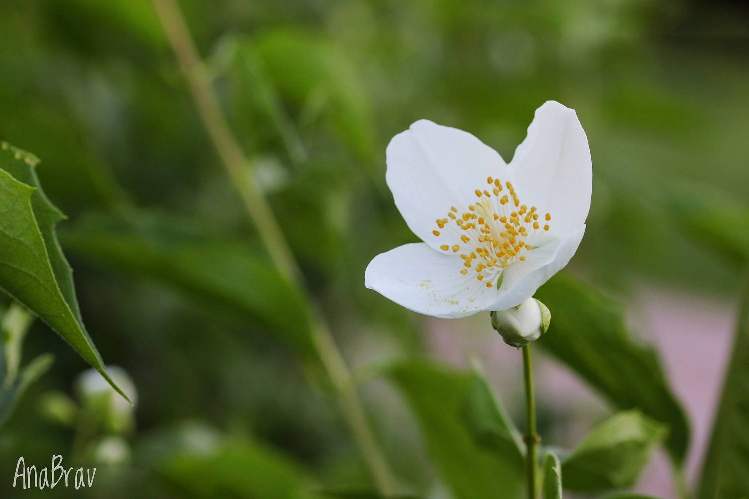 , Бравичева Анастасия