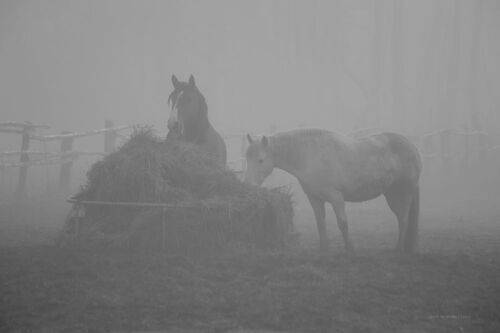В тумане утра..