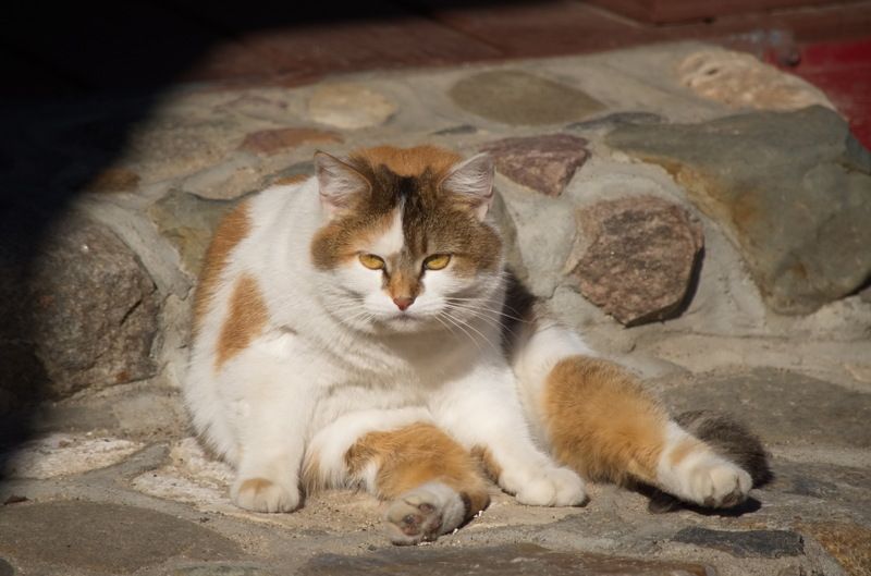 Хранитель музея Плес.....греется на весеннем солнышке... фото превью