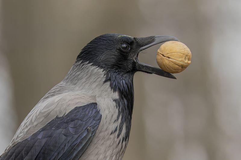 ворона, птицы, орех Ворона и орех фото превью