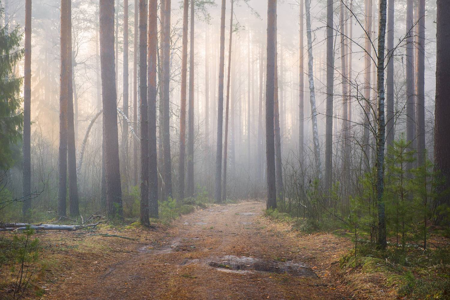 март утро туман лес дорога вязниковский район, Алексеев Дмитрий
