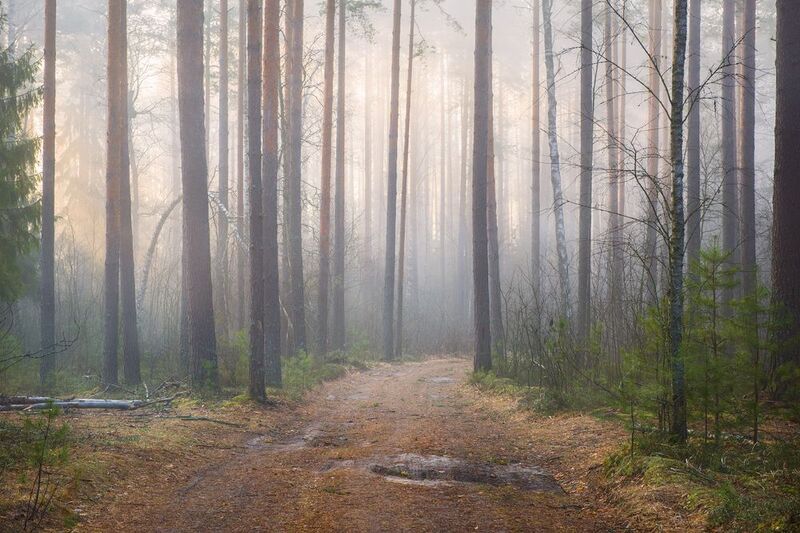 март утро туман лес дорога вязниковский район По дороге в Дудкино фото превью