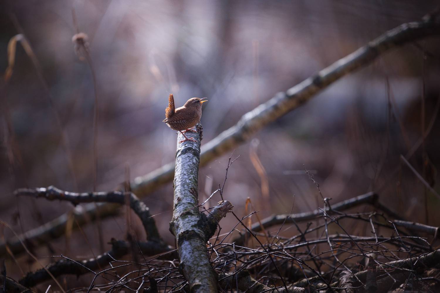 природа, лес, поля, огороды, животные, птицы, макро, Дмитрий Посевич