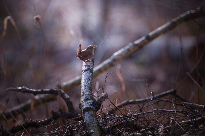 природа, лес, поля, огороды, животные, птицы, макро А хвостик пистолетом, это обязательное условие начала весны фото превью