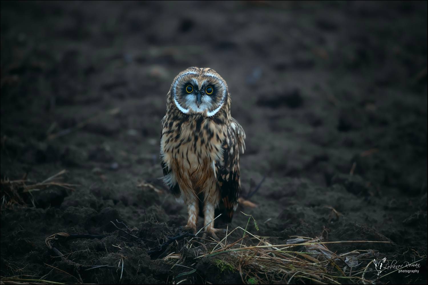 , Лобанов Роман