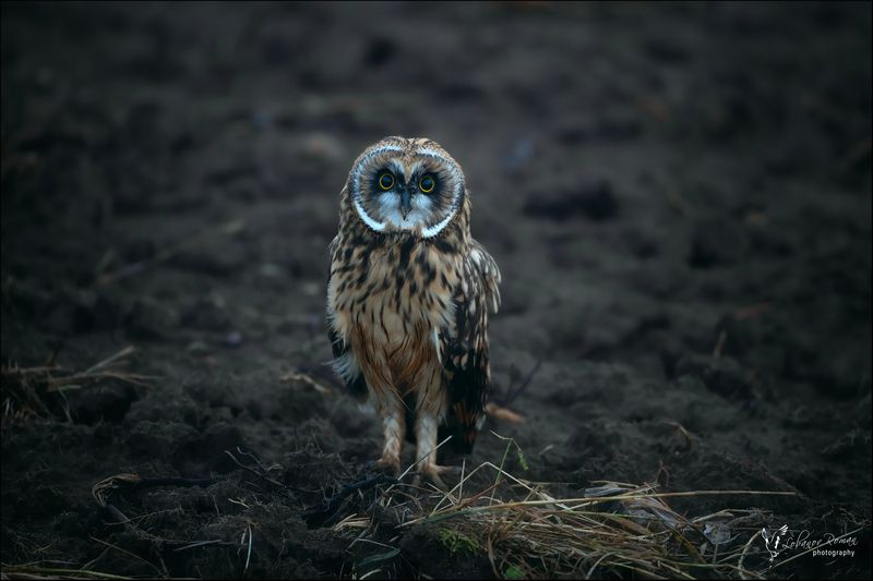 Вот кто по ночам картошку тырит!  фото превью