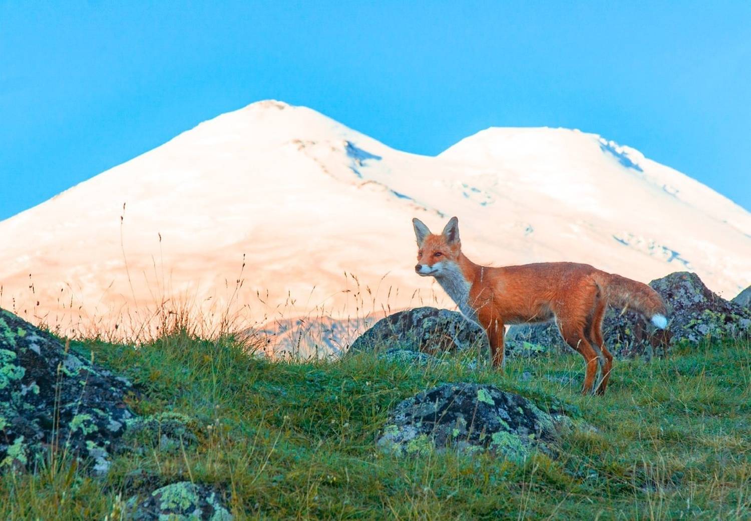 , Петр Косых