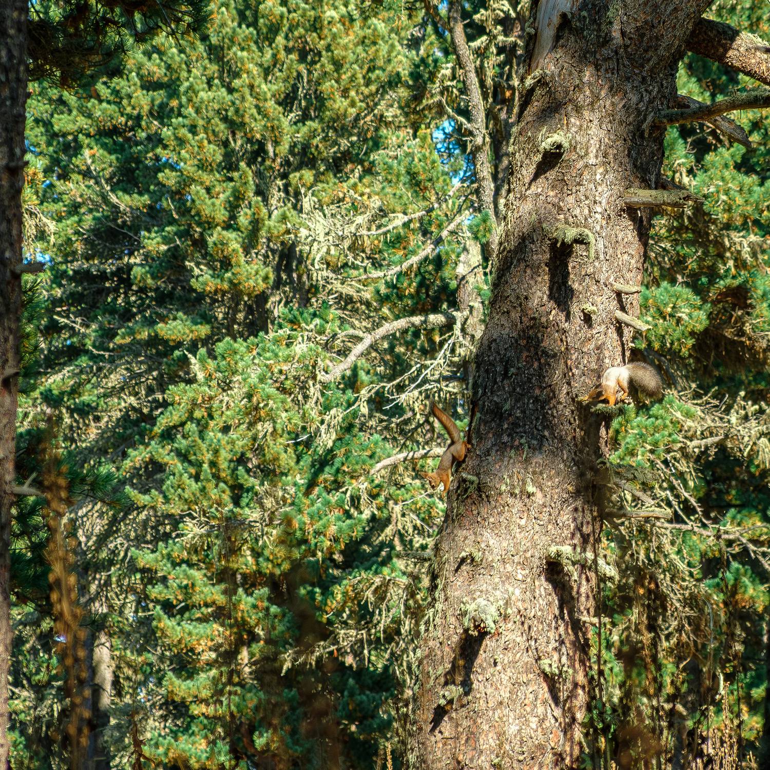 Горный Алтай, деревья, белки, Александр Потапов