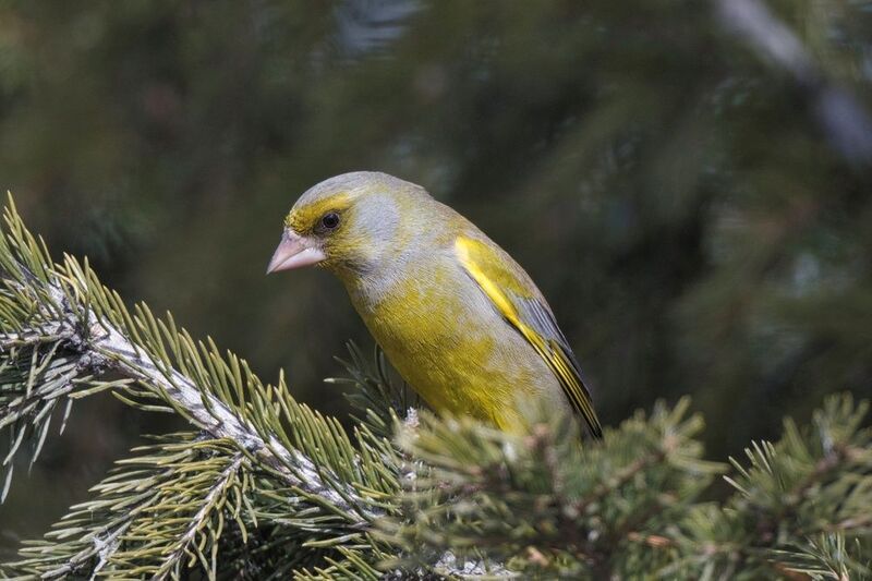 Обыкновенная зеленушка фото превью