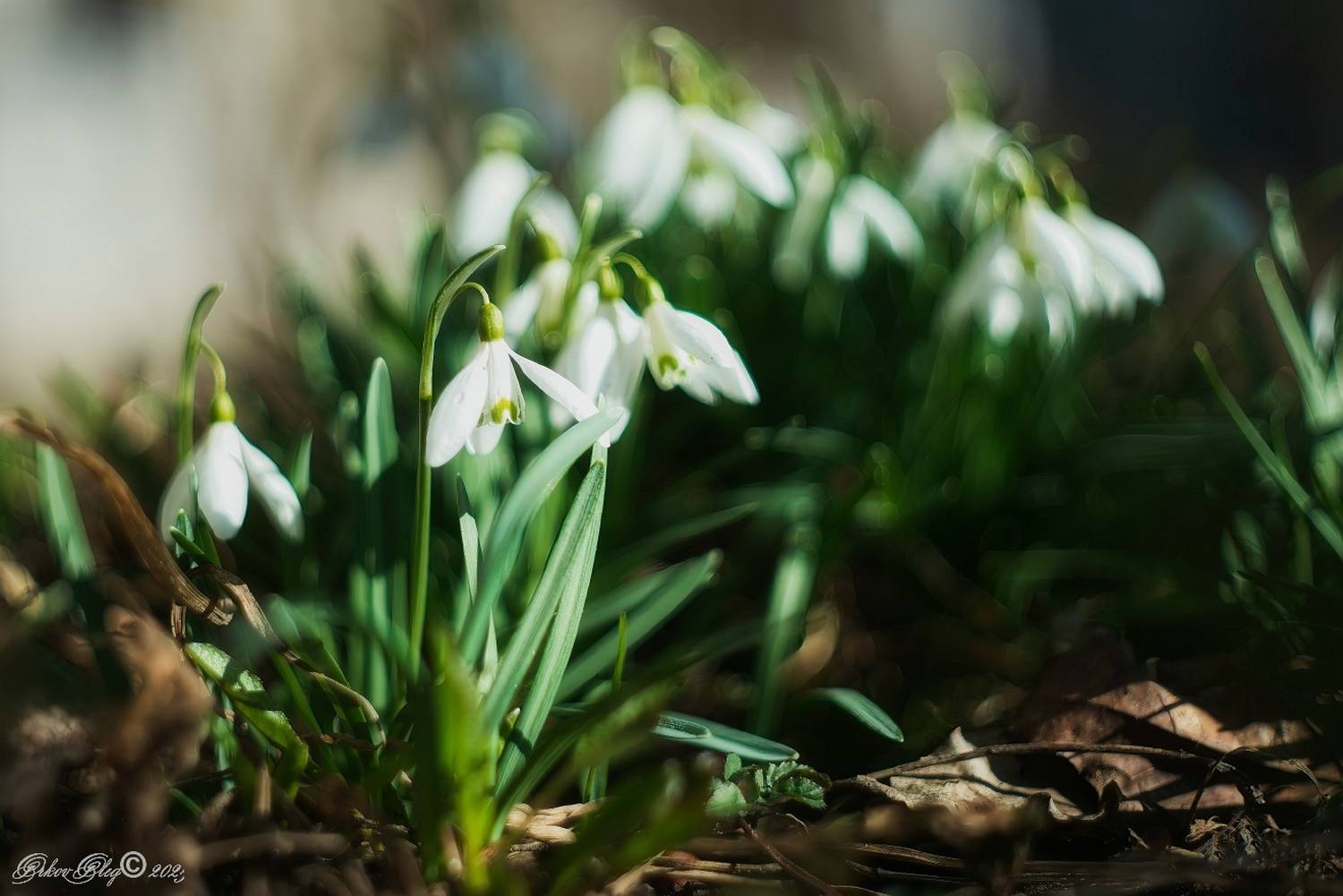 , Орлов Олег