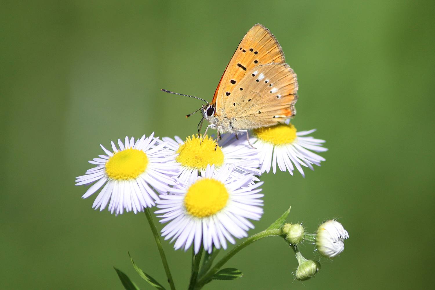 бабочка, червонец огненный, многоглазка огненная, lycaena virgaureae, КарОл