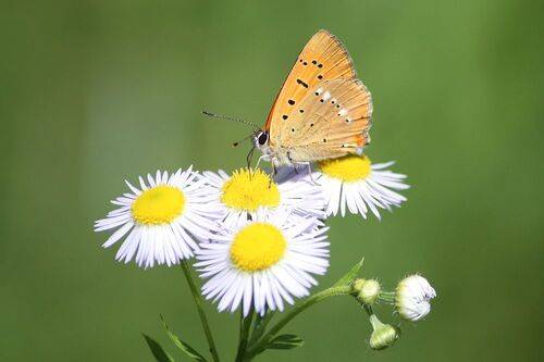 Червонец огненный