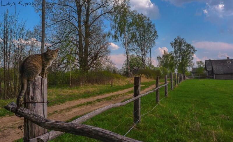 весна, деревенский пейзаж, пейзаж, за околицей, кошка, деревенска жизнь, cat, beautiful, photomodel, nature за околицей фото превью