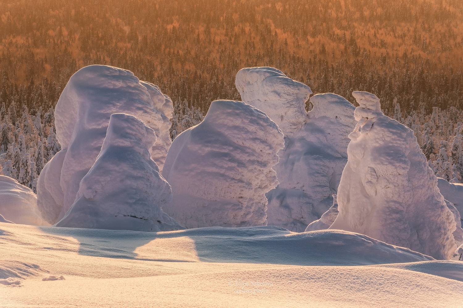зима, рассвет, утро, Соколова Елена