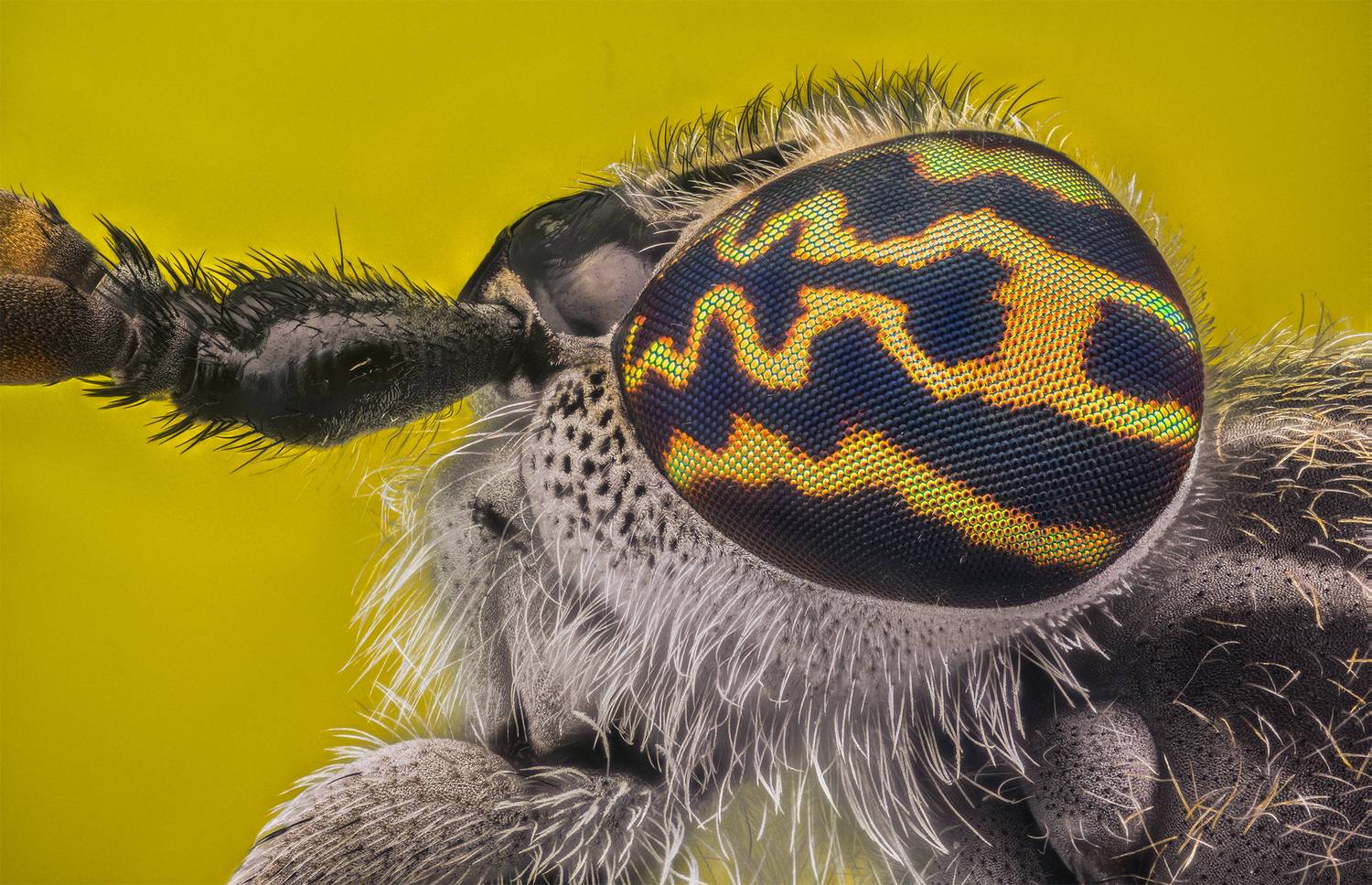 ceclii, macro, Ganev Tsvetan