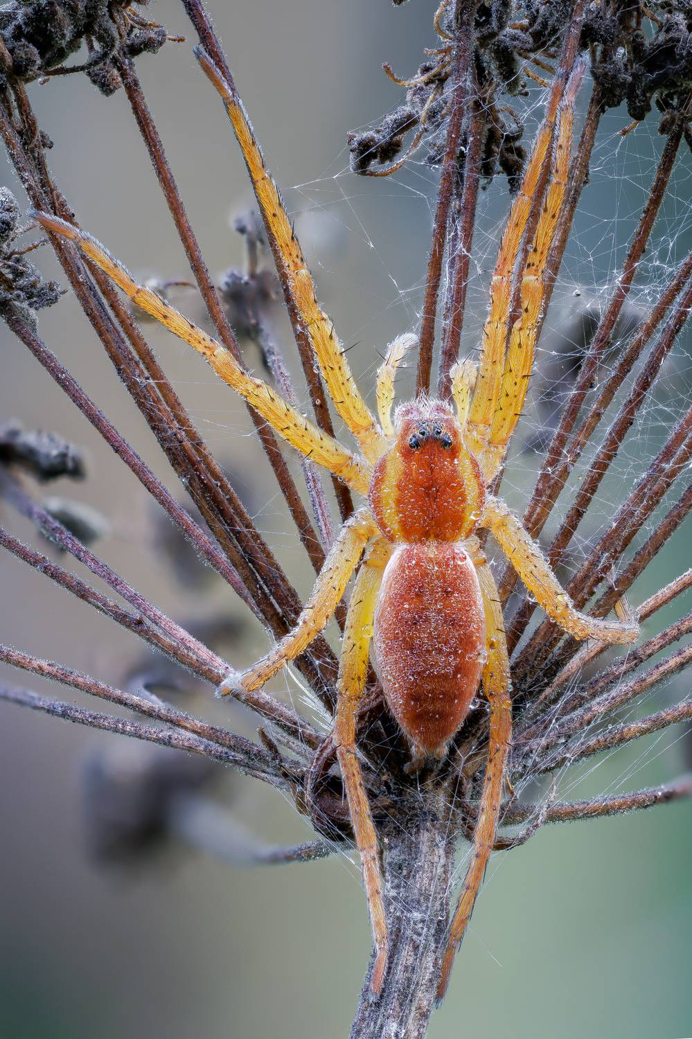 , Кузнецов Дмитрий