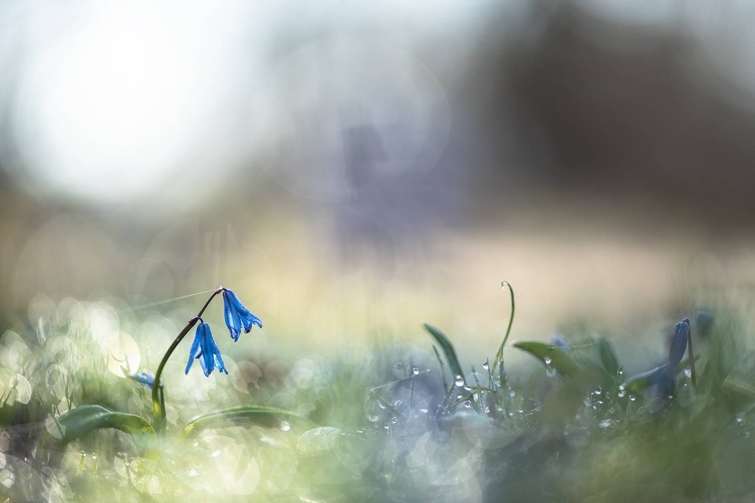 пролеска, первоцвет, март, весна, свет, цвет, россия, воронеж, геннадий мещеряков, nikon d 850, carl zeiss makro-planar t* 100mm f/2 zf.2, Мещеряков Геннадий