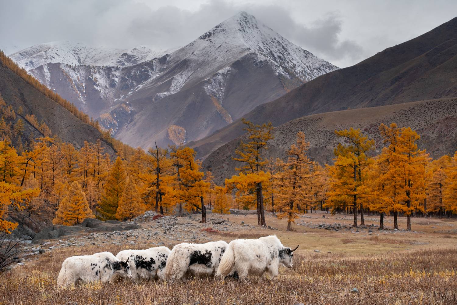 тува, республика тыва,  siberia, тайга, nerozya, russia, tuva, travel, exployer, russia, Нерозя Александр