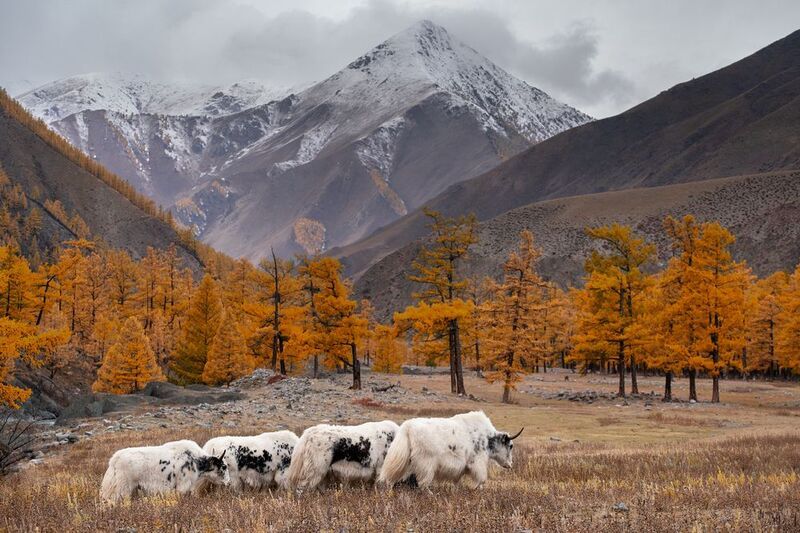 Сарлыки фото превью
