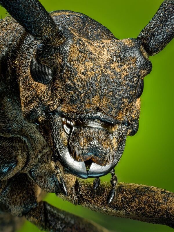 Ивовый толстяк. фото превью