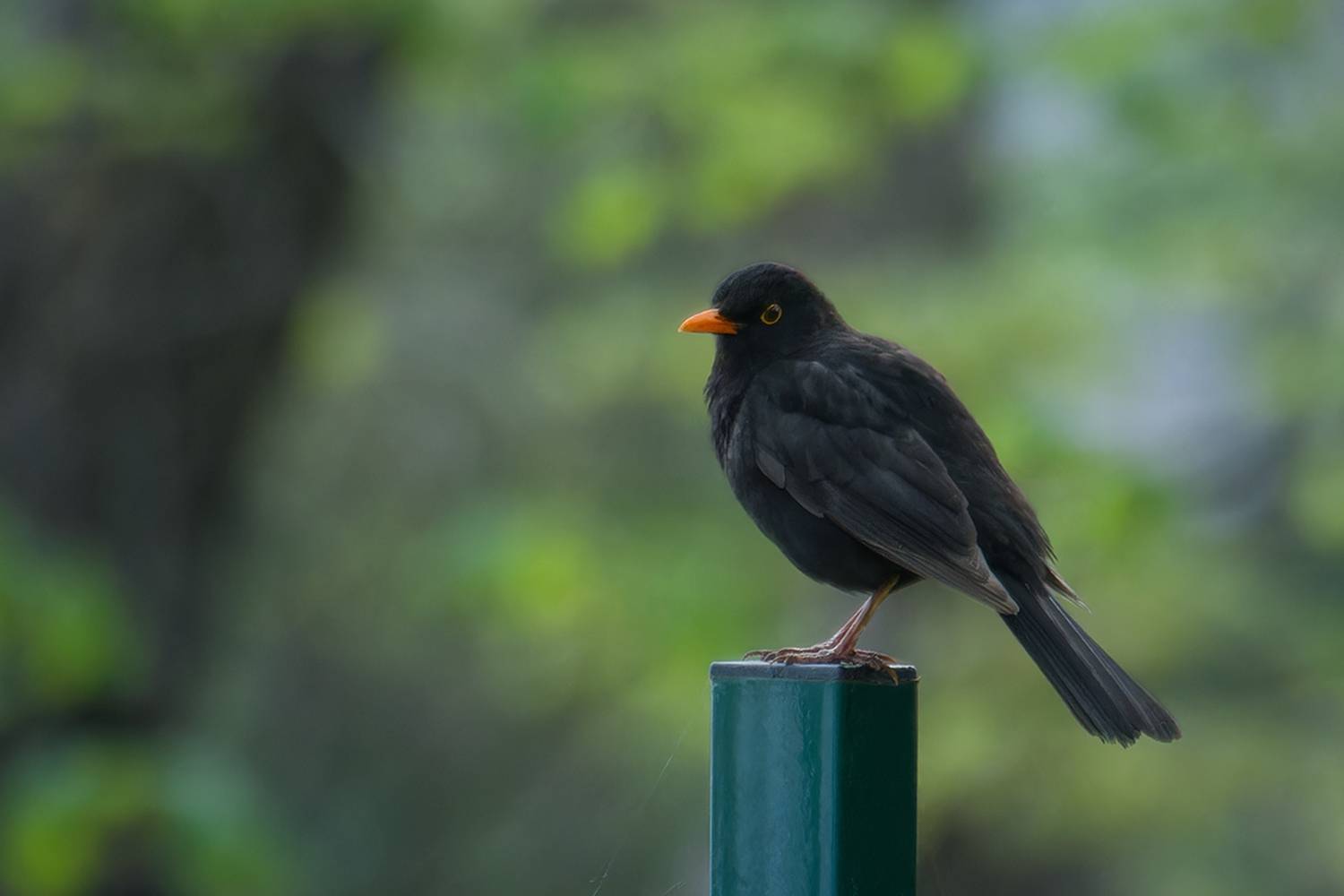 bird, птица, дрозд, черный дрозд, Хилько Марина