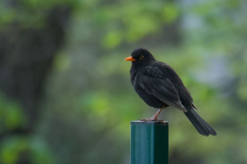 bird, птица, дрозд, черный дрозд На посту фото превью