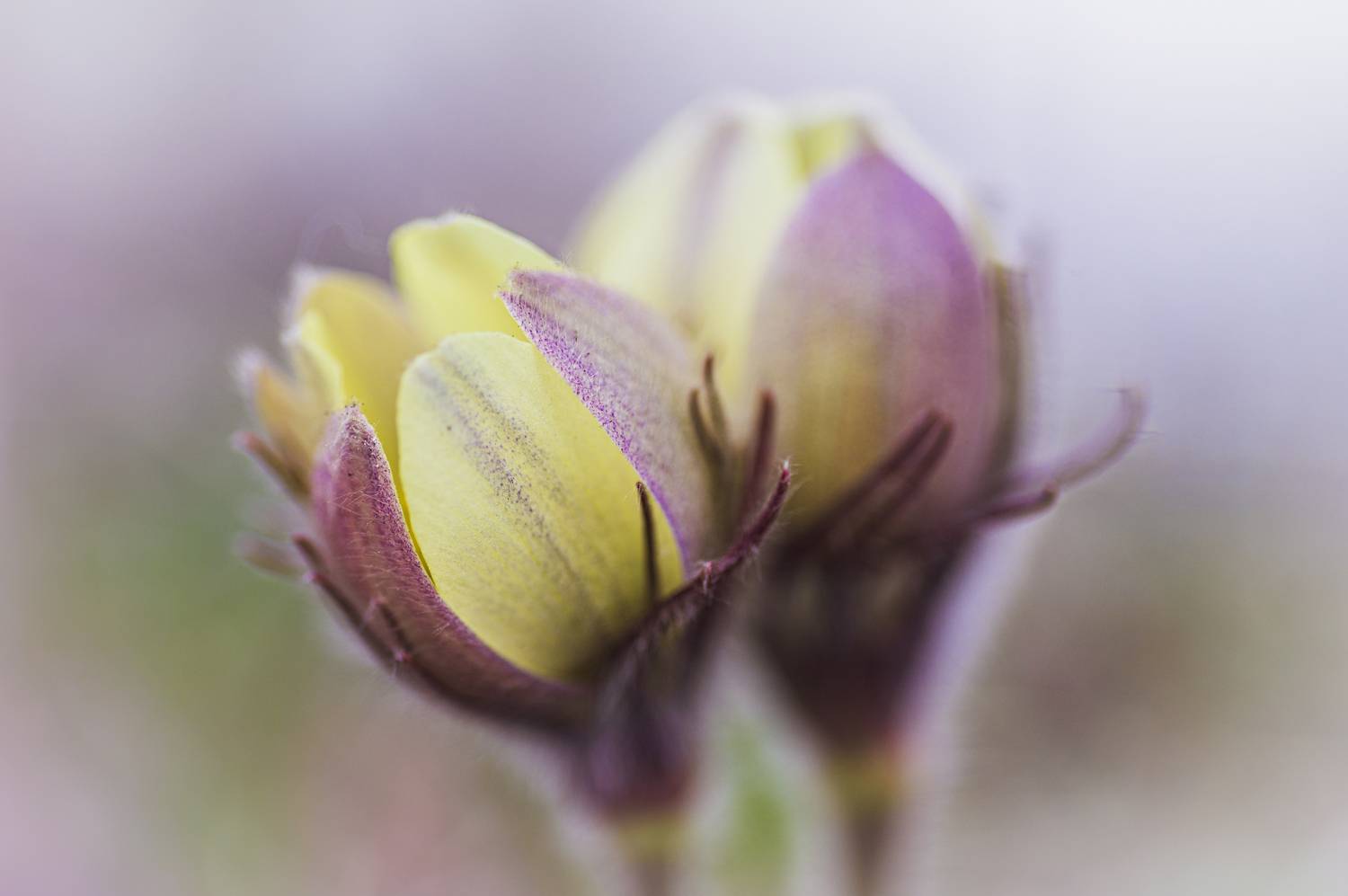 подснежники, сон-трава, прострел, Андреева Светлана