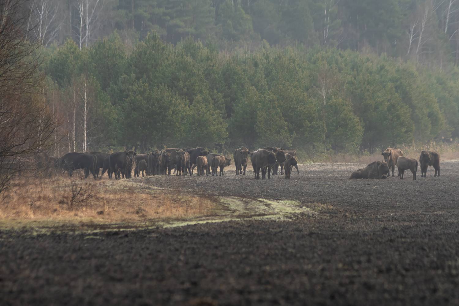 животные, природа, зубр, дикая природа, лес, nature, wildlife, canon, Пронин Денис