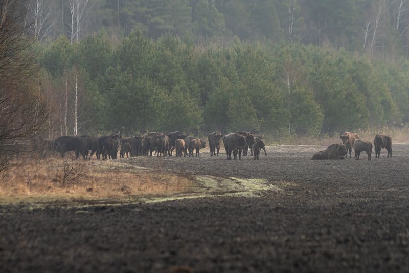 животные, природа, зубр, дикая природа, лес, nature, wildlife, canon Семейство на утренней прогулке фото превью