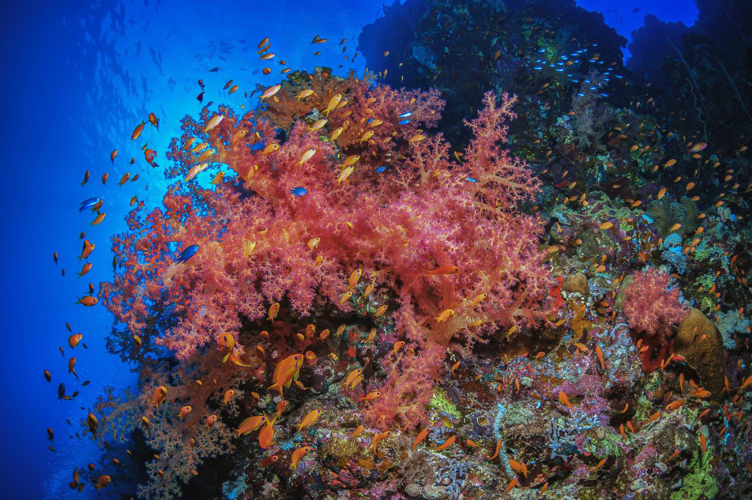 , Лисицын Сергей