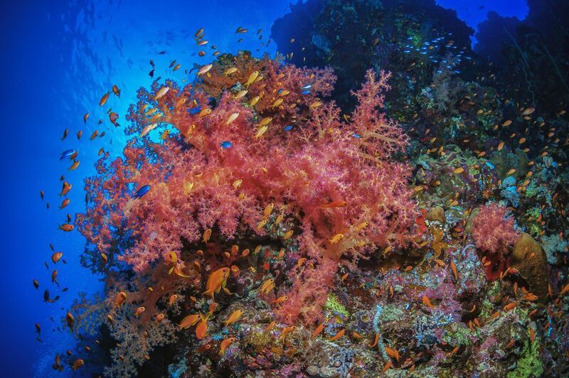 Дендронефтия. Кораллы Красного моря. фото превью