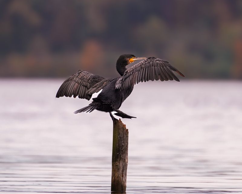 большой баклан, птицы, дикие животные, cormorant, birds, kormoran, vogel Небольшая физкультурная пауза фото превью