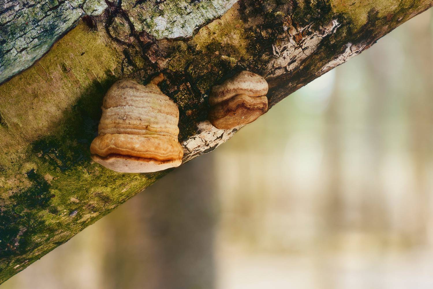 грибы, Валерий Вождаев