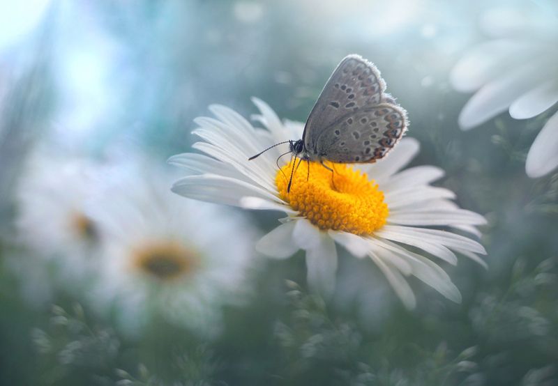 *** фото превью