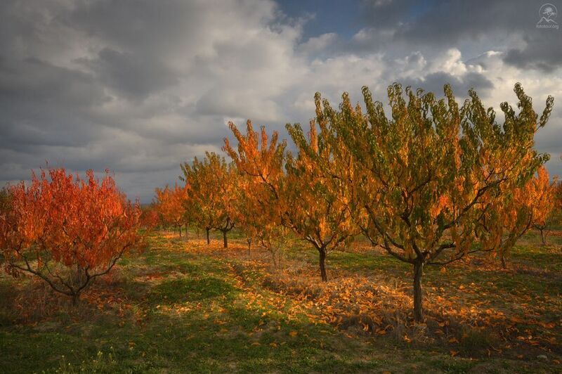 крым, персик, фототур в крым, осенний персик ОСЕННИЙ ПЕРСИК фото превью