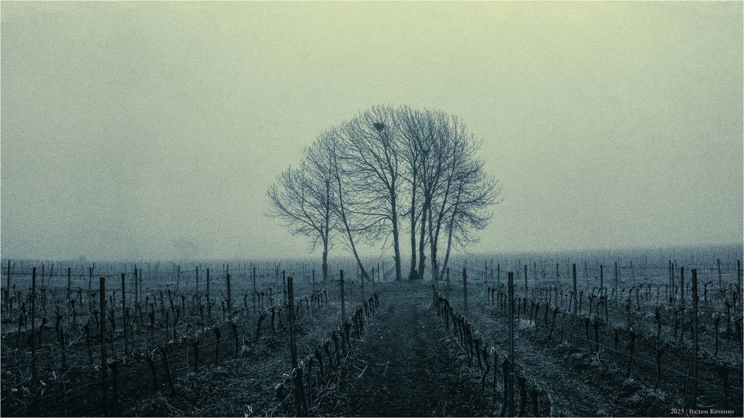поле дерево туман крым монохром, Котенко Вадим