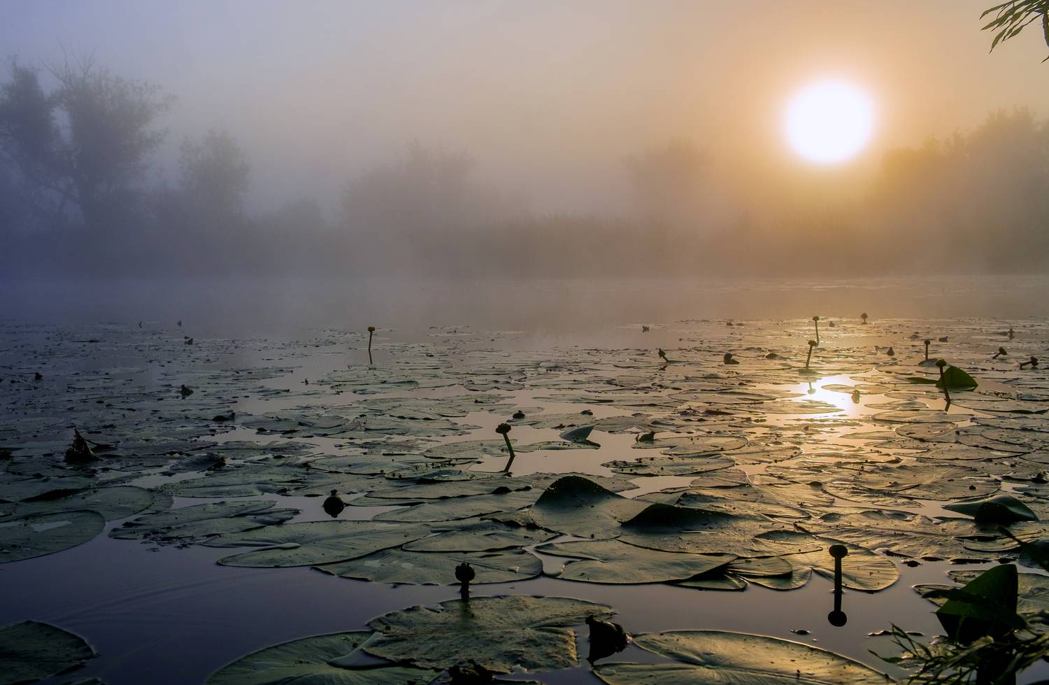 лето озеро туман рассвет природа пейзаж, Александр Строков