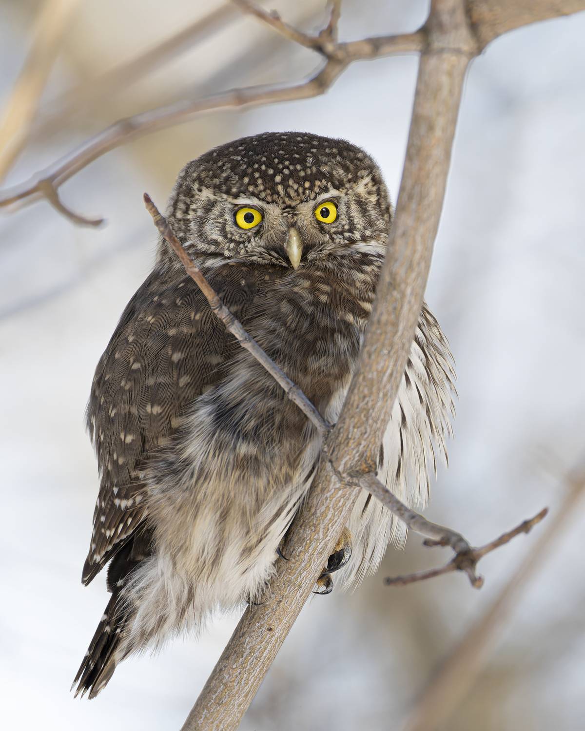 воробьиный, сычик, Руслан Pl