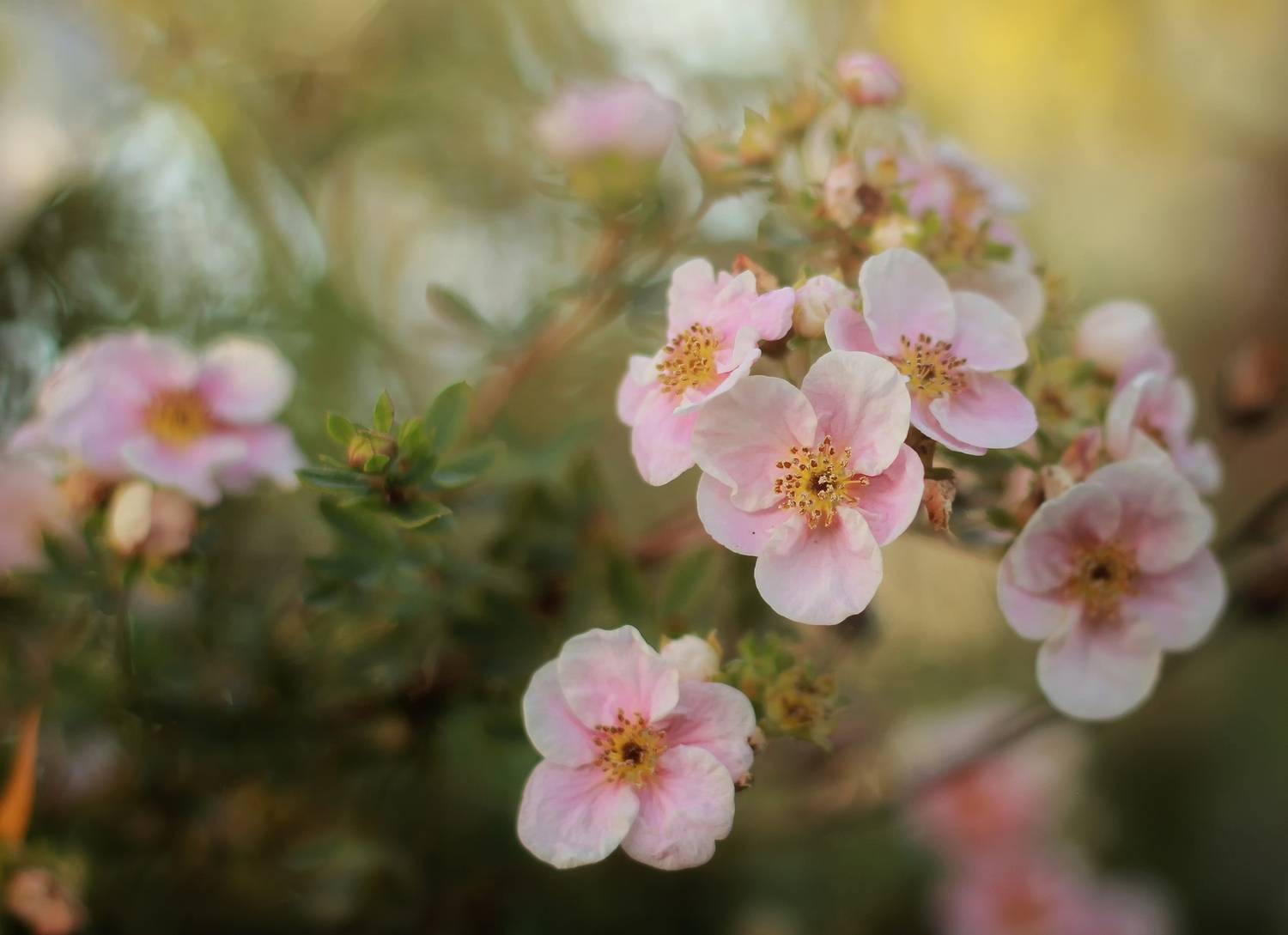 , Лайко Марина