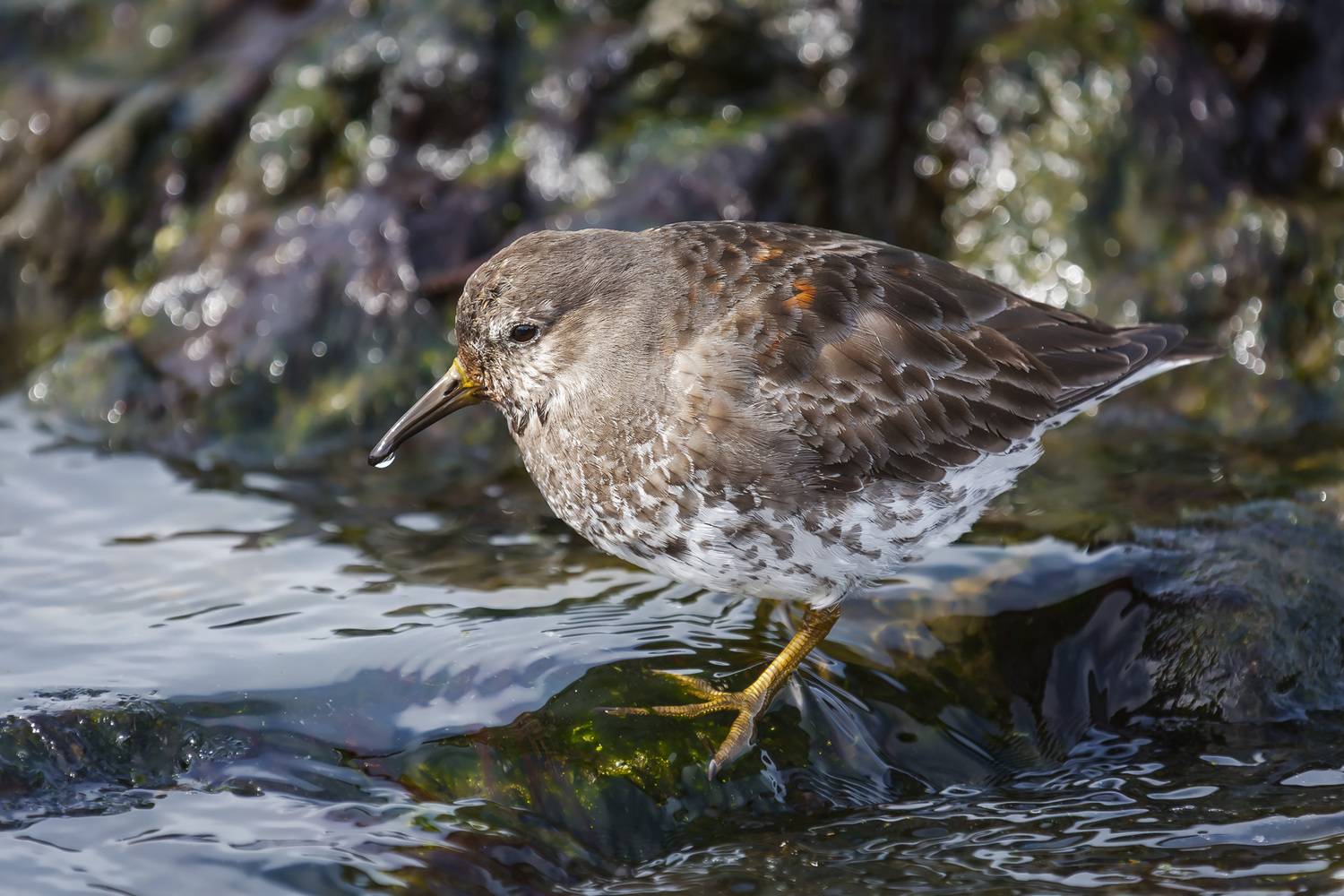 кулик, берингийский песочник, Уткин Дмитрий