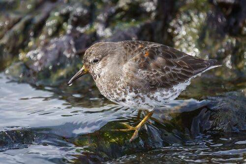 Берингийский песочник