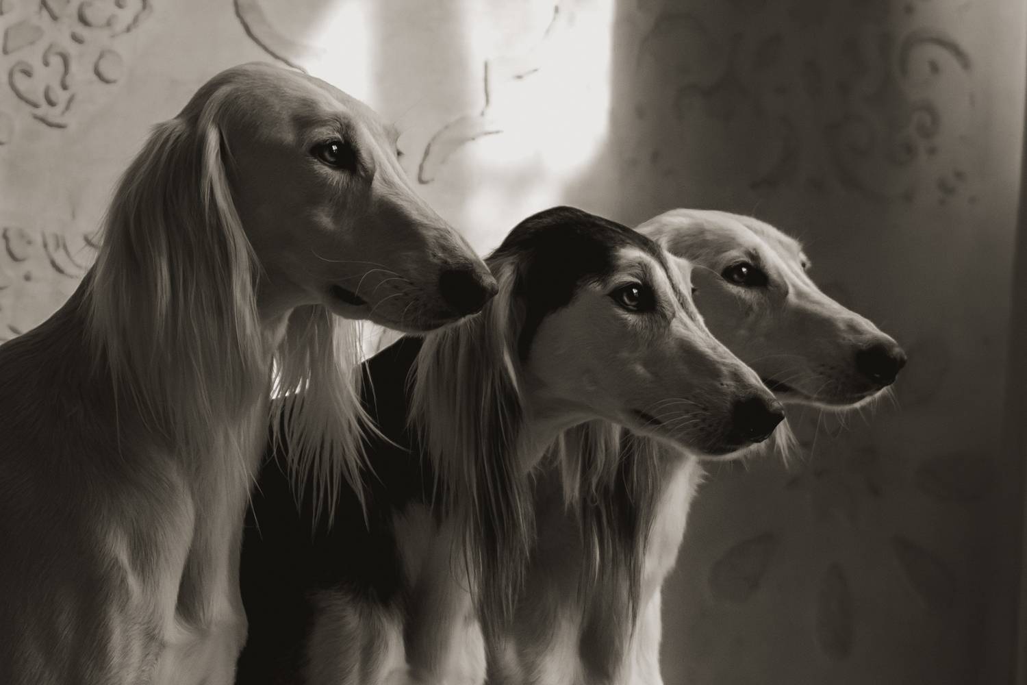 , Мария Гречаная