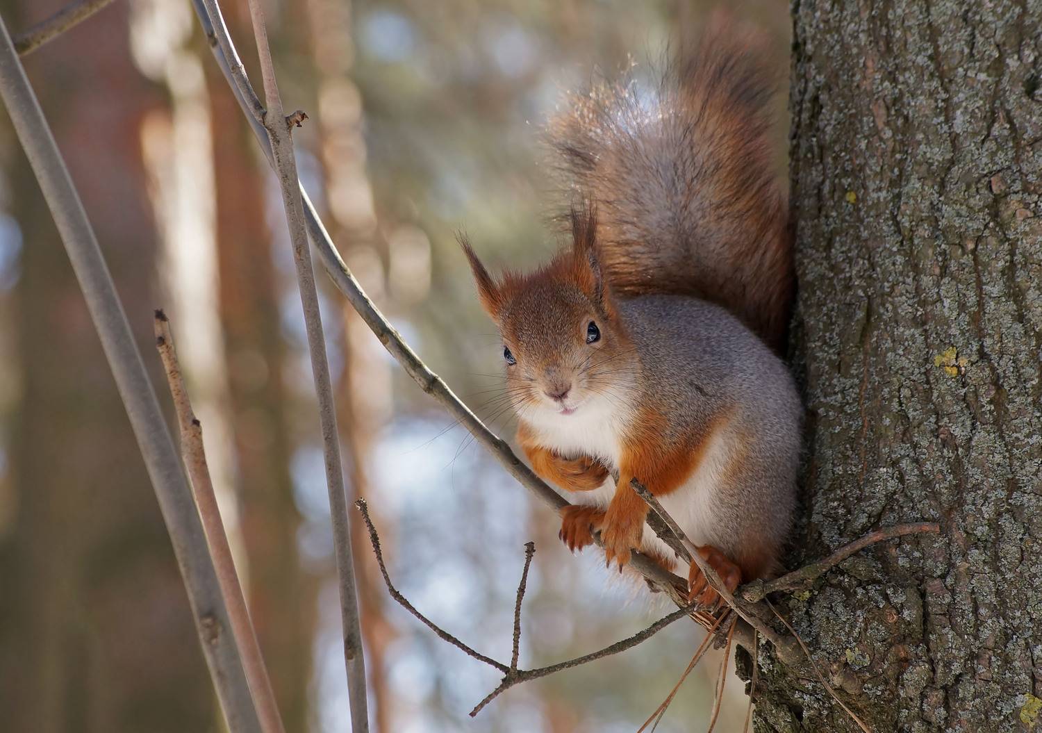 Белка, Чепленко Алексей