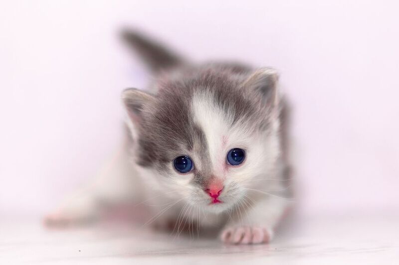 Девочка фото превью