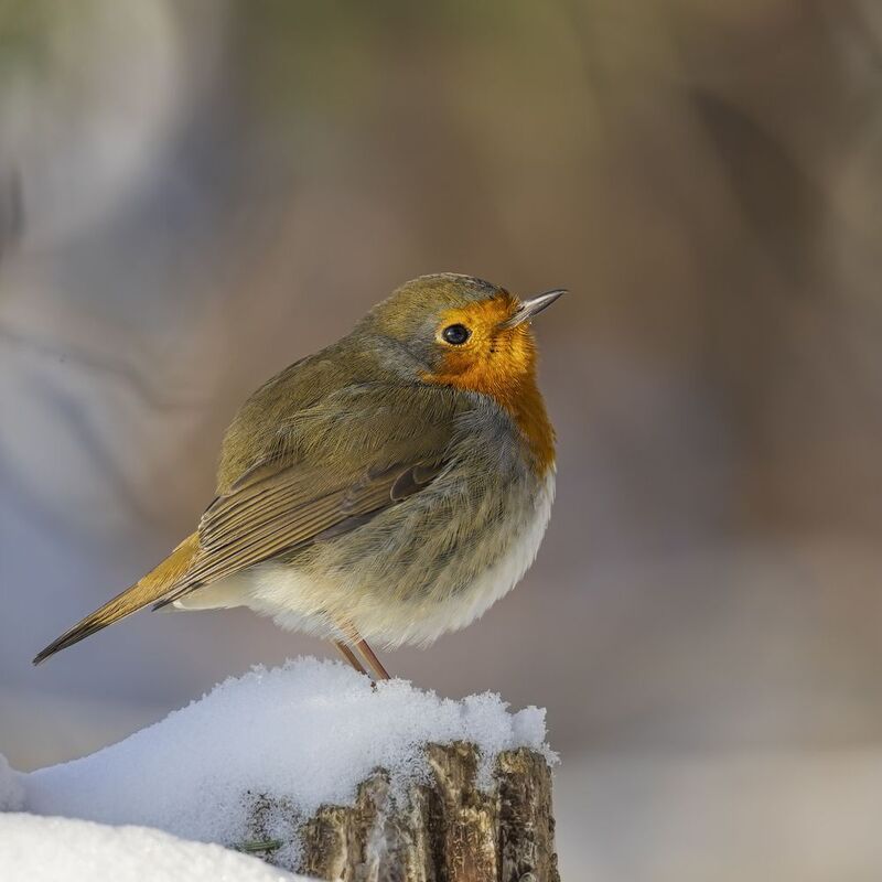 Зарянка фото превью